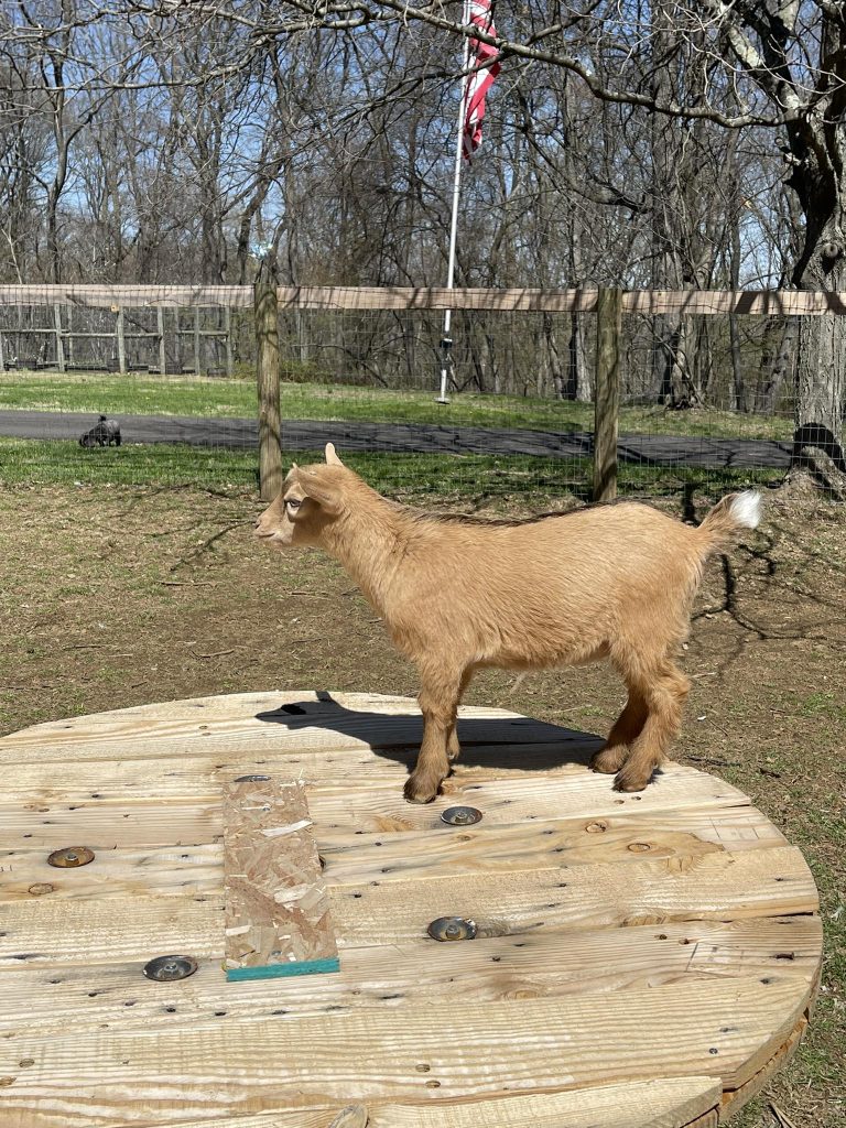 T-2 Brown Sugar - Gold Buckling