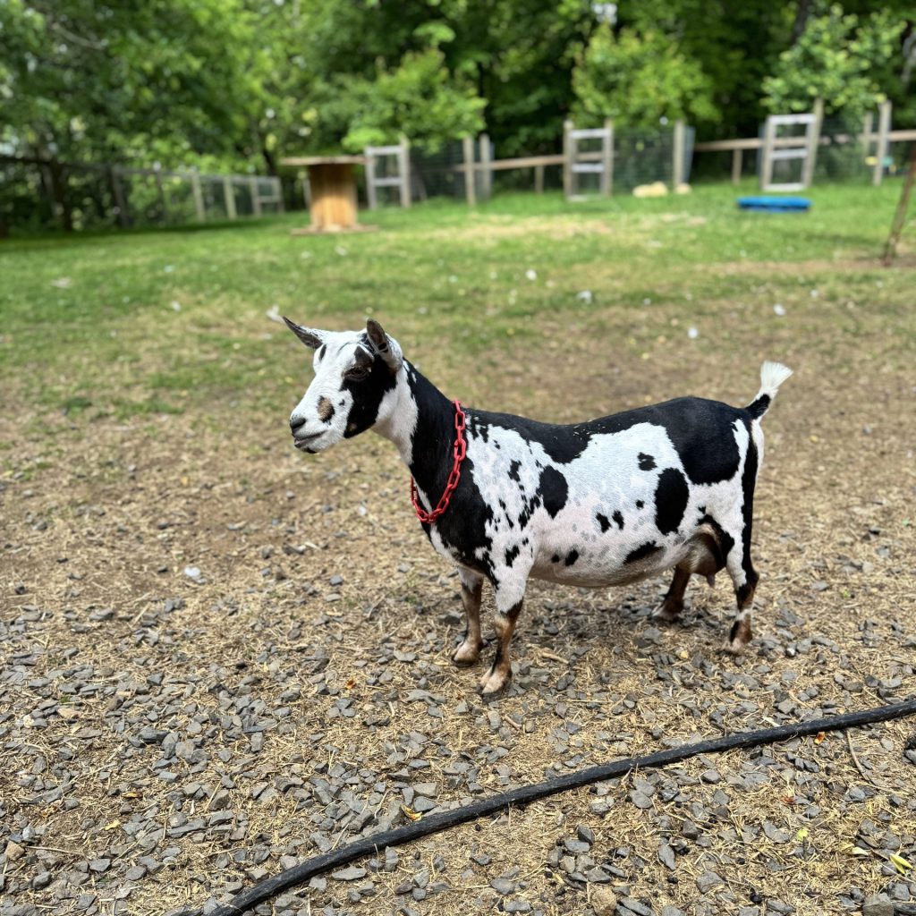 Goats Rock Show Me Fortune (Fanny)