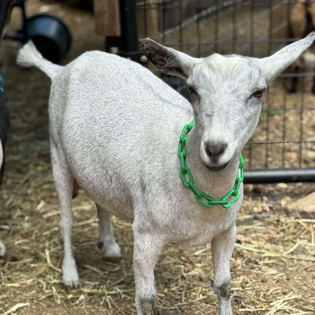 Goats Rock Magnolia (Foxy)
