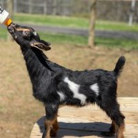 T-16 Goats Rock Sequoia Gandure Doeling swiss with white