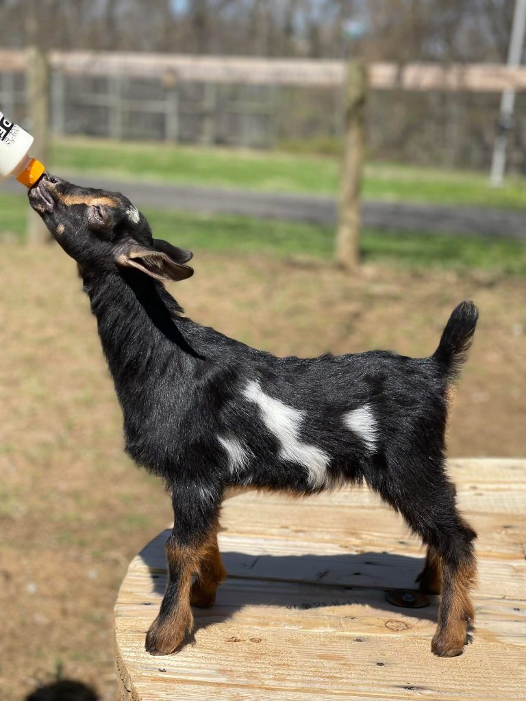 T-16 Goats Rock Sequoia Gandure Doeling swiss with white