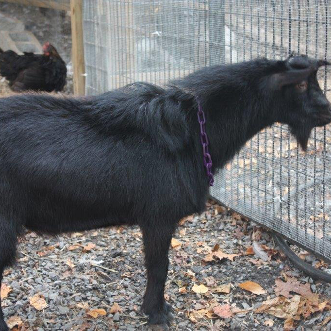 Ilenesrascals Sequoia Mist (Benny)