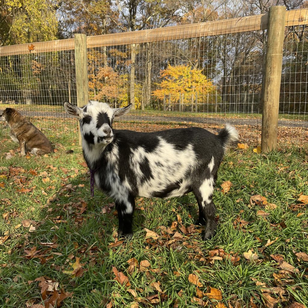 Sugar Mountain Dot (Dottie)