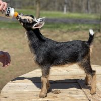 SOLD T- 17 Goats Rok Sequoia Darling