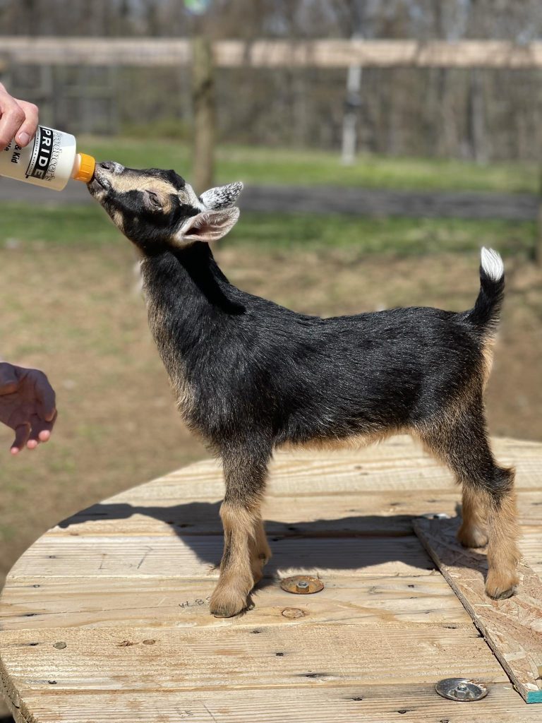 SOLD T- 17 Goats Rok Sequoia Darling