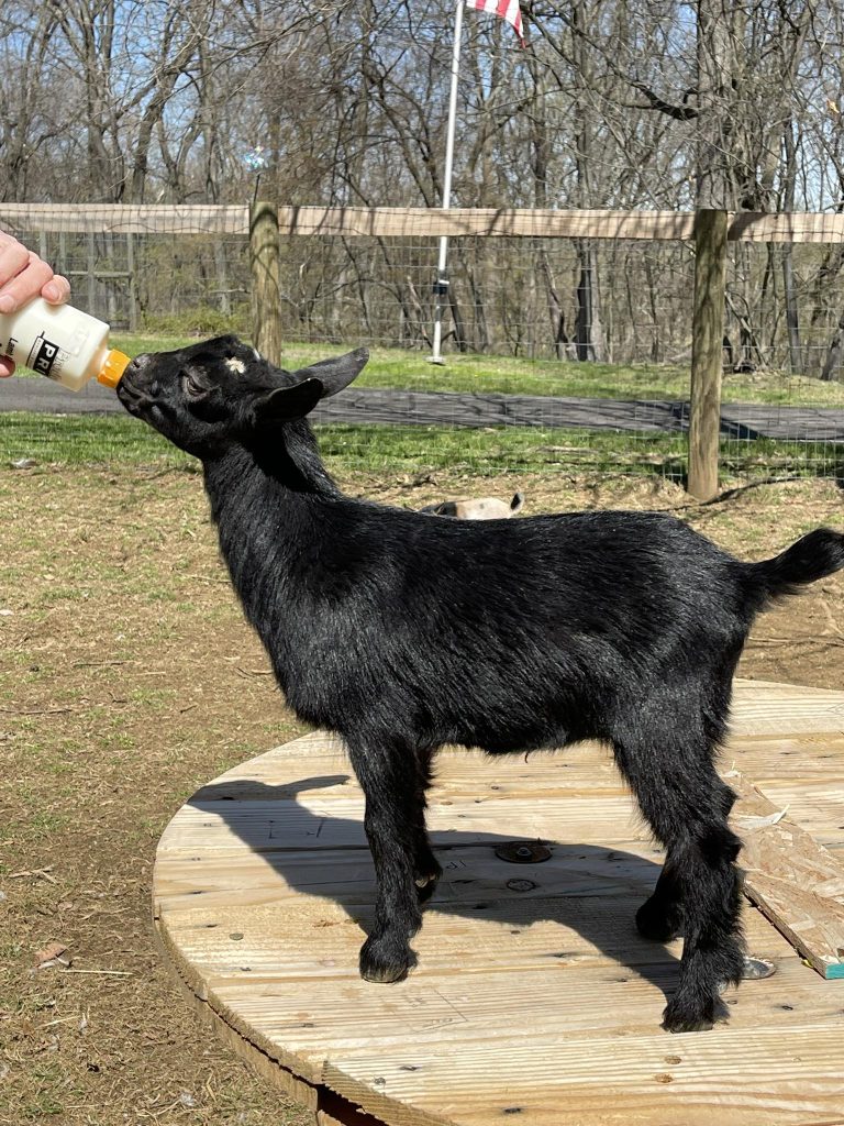 T- 11 Goats Rock Sequoia Lake Doeling Black