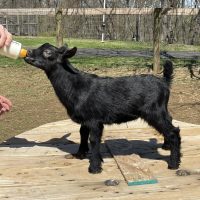 T-13 Sweet Peak Buckling, solid black
