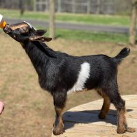 Goats Rock Sequoia Sun Doeling Fanny and Benny
