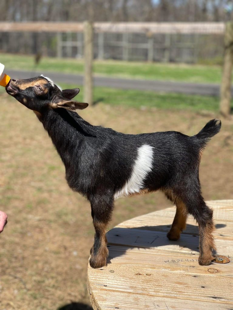 Goats Rock Sequoia Sun Doeling Fanny and Benny