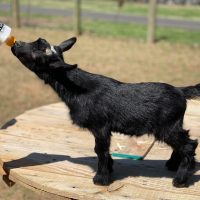 T - 20 Goats Rock Peek at Me Doeling black with minimal white