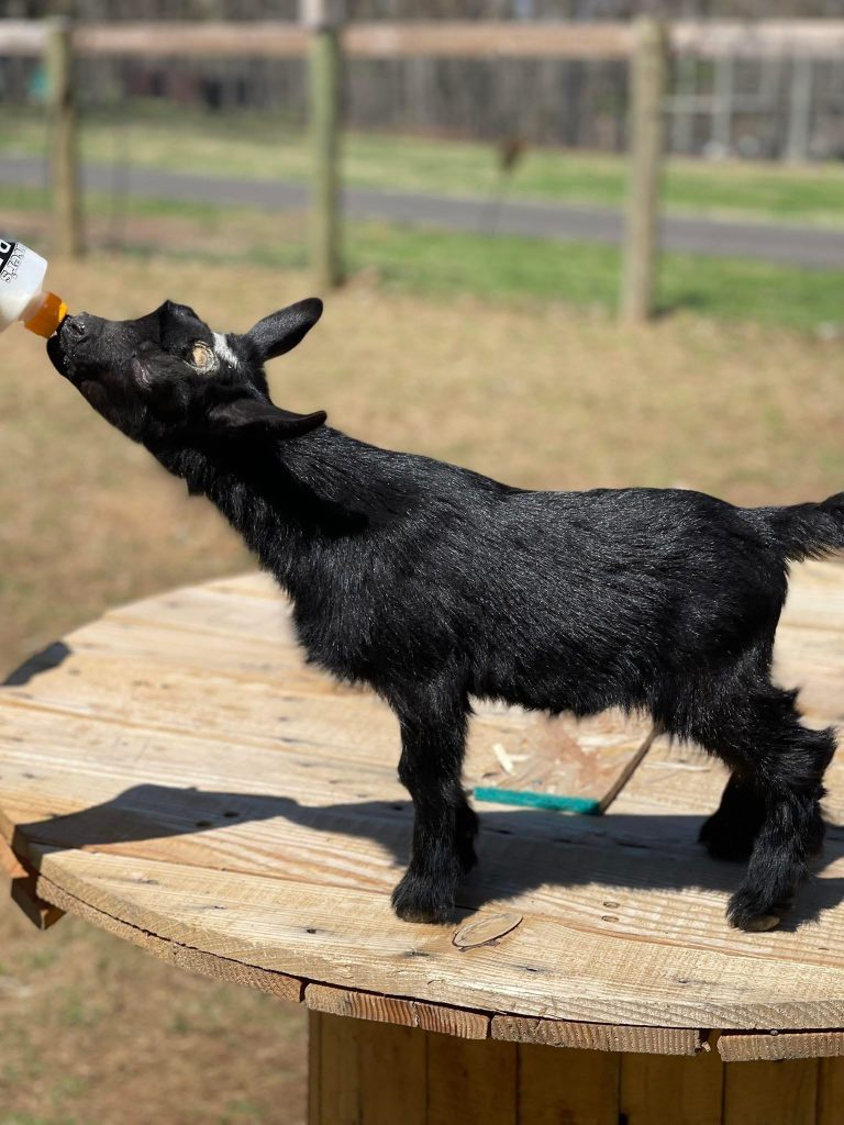 T - 20 Goats Rock Peek at Me Doeling black with minimal white