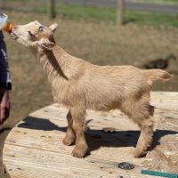 T-21 Goats Rock Sequoia Sky Doeling light gold