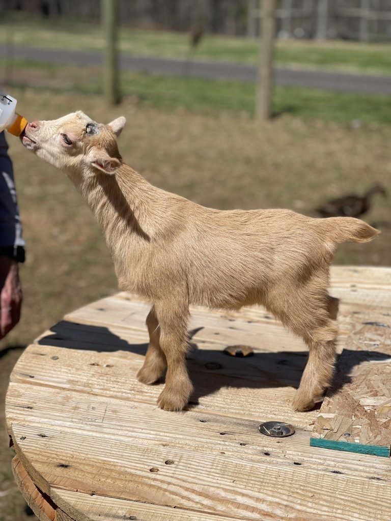 T-21 Goats Rock Sequoia Sky Doeling light gold