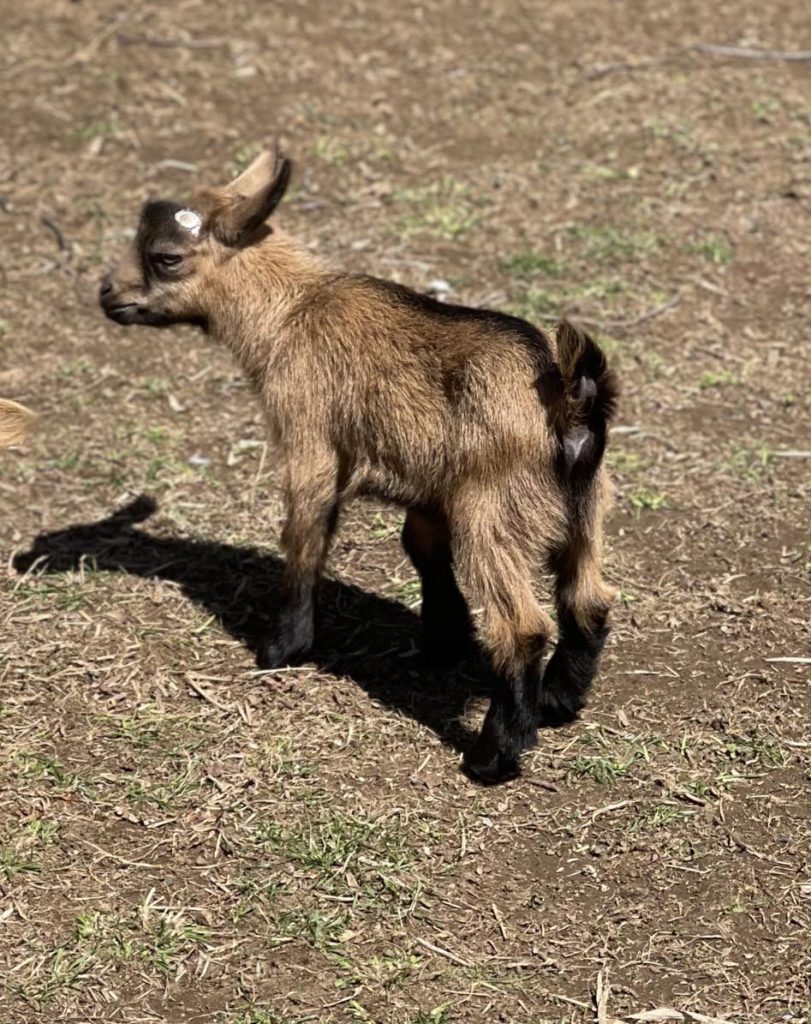 T-22 Momma's Boy Buckling Chamois (wether)