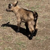 T-22 Momma's Boy Buckling Chamois (wether)