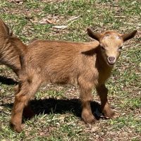 T- 23 Goats Rock Sequoia Meadow Doeling dark gold