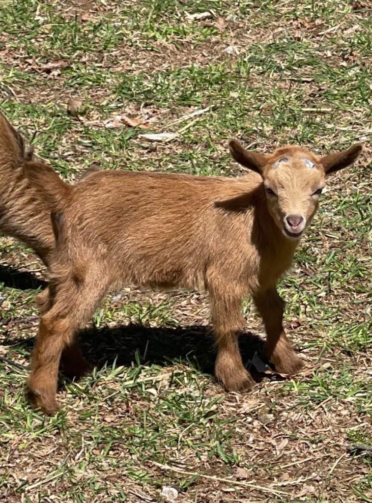 T- 23 Goats Rock Sequoia Meadow Doeling dark gold