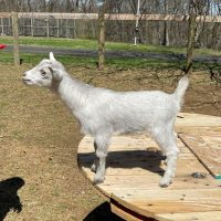 T-5 Goats Rock Hyacinth Doeling silver