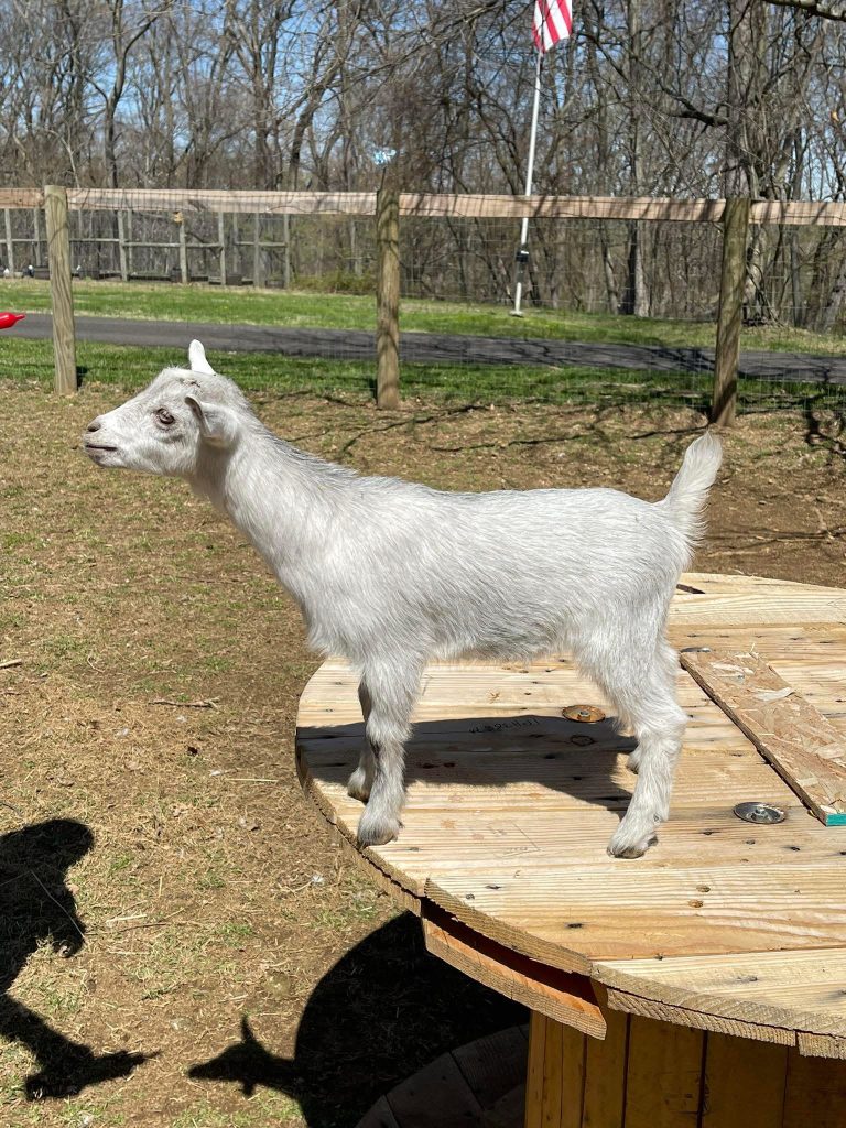 T-5 Goats Rock Hyacinth Doeling silver