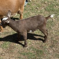 T-6 Kid doeling Chocolate and white SOLD