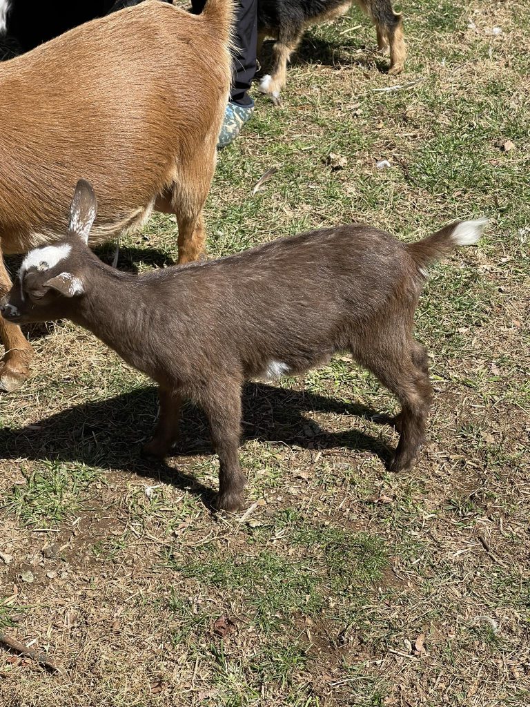T-6 Kid doeling Chocolate and white SOLD