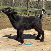 T- 8 Goats Rock Peek at You Doeling Black with Minimal White
