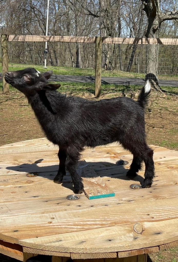 T- 8 Goats Rock Peek at You Doeling Black with Minimal White