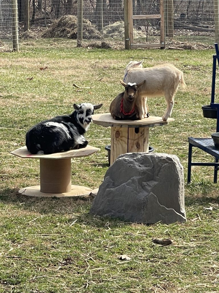 Three Goats laying on Wire Spools