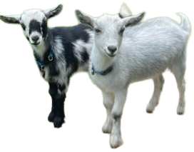 Goats Rock Farm